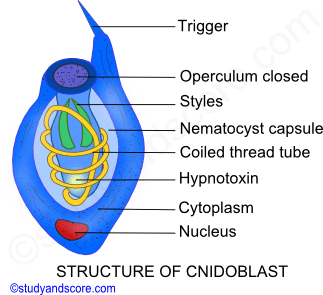structure of cnidoblast cell, operculum, phylum cnidaria, defensive structure, hypnotoxin, nematocyst